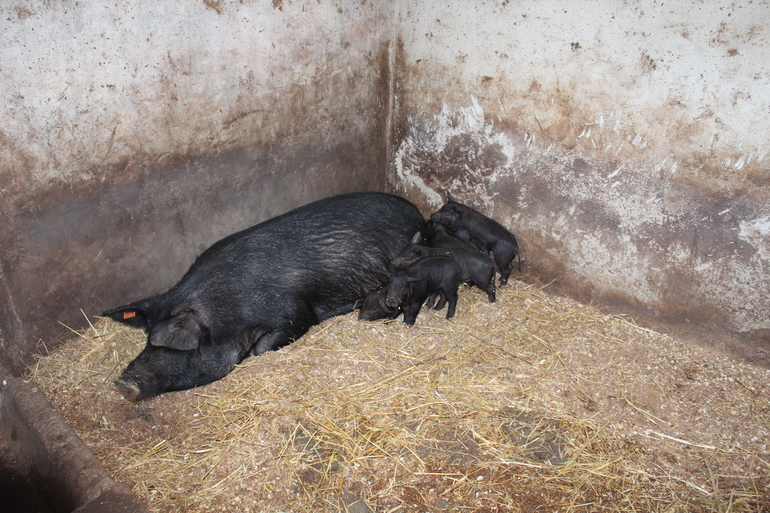 Porc de Formentera i Eivissa